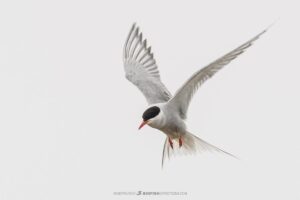 Arctic tern in Churchill, Canada. Bird Watching.