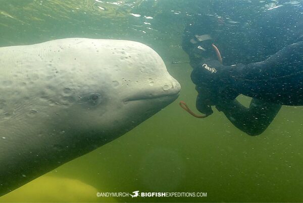 Snorkeling with Beluga Whales in Churchill