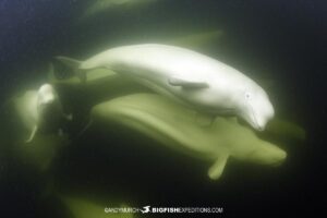 Beluga underwater photography tour in Churchill, Canada.