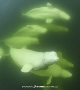 Snorkeling with Beluga Whales in Churchill