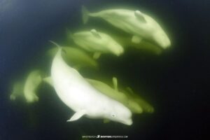 Beluga whale snorkeling tour in Churchill, Canada.