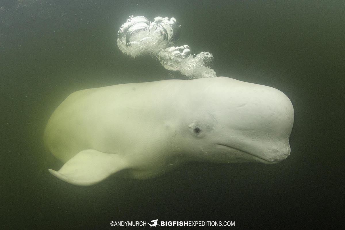 Beluga whale kayaking tour in Churchill, Canada.