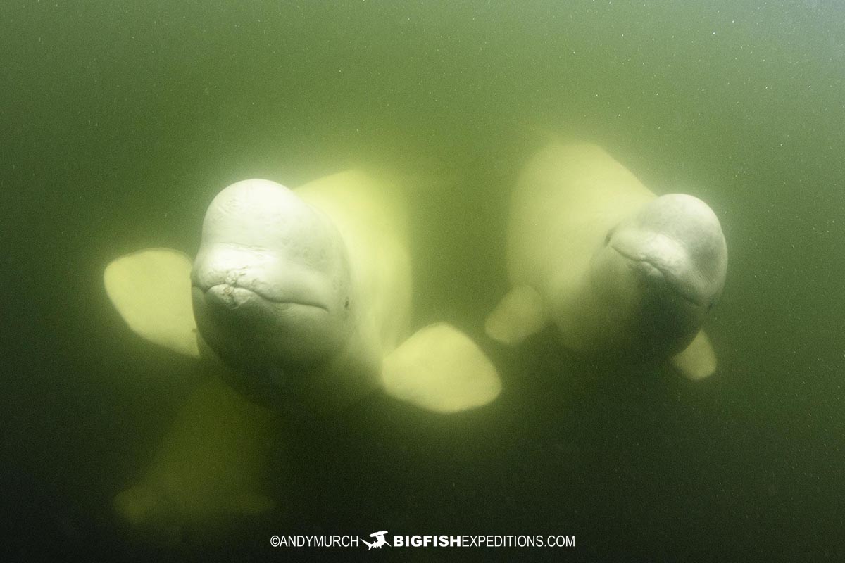 Friendly Belugas swimming up to snorkellers.