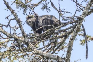 Blue Monkey in Queen Elizabeth National Park.