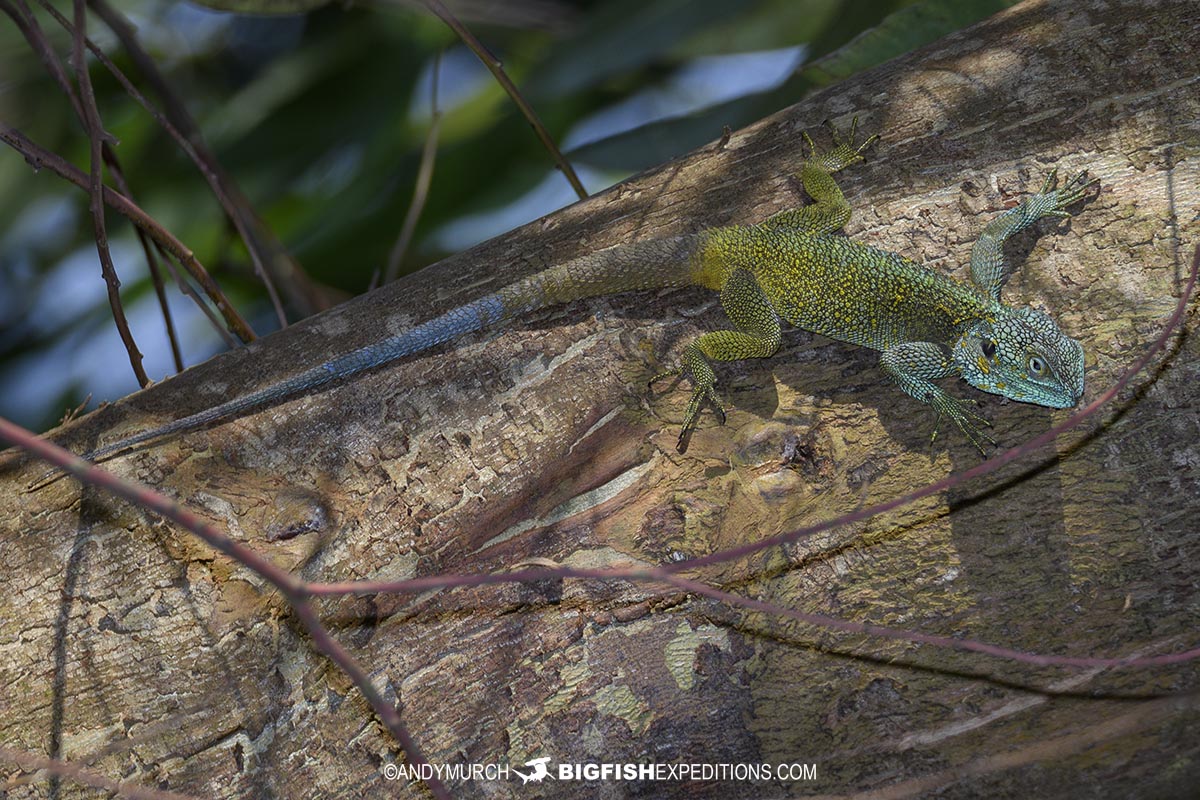 Blue-headed tree agama lizard.