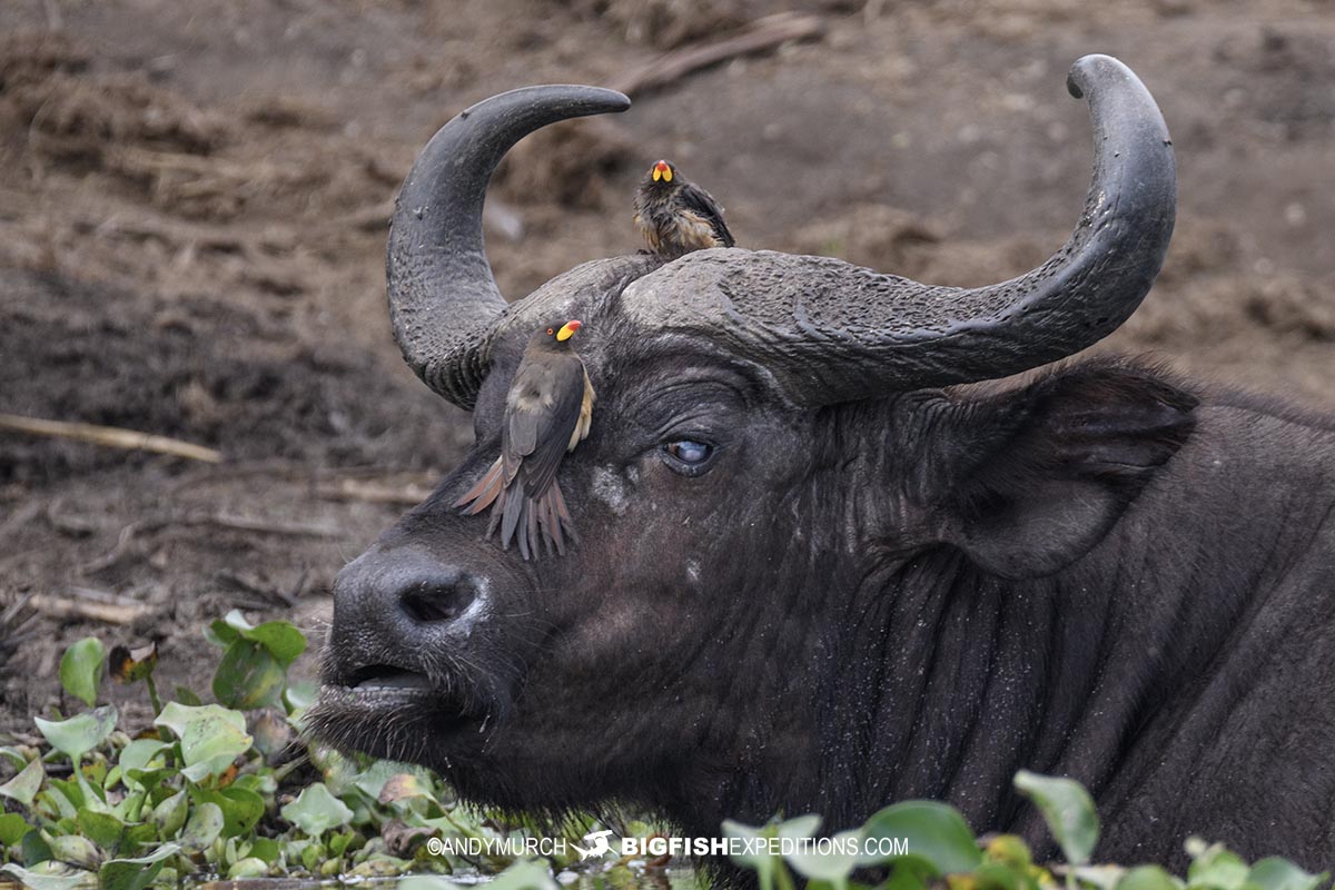 Cape Buffalo in the Kazinga Channel.