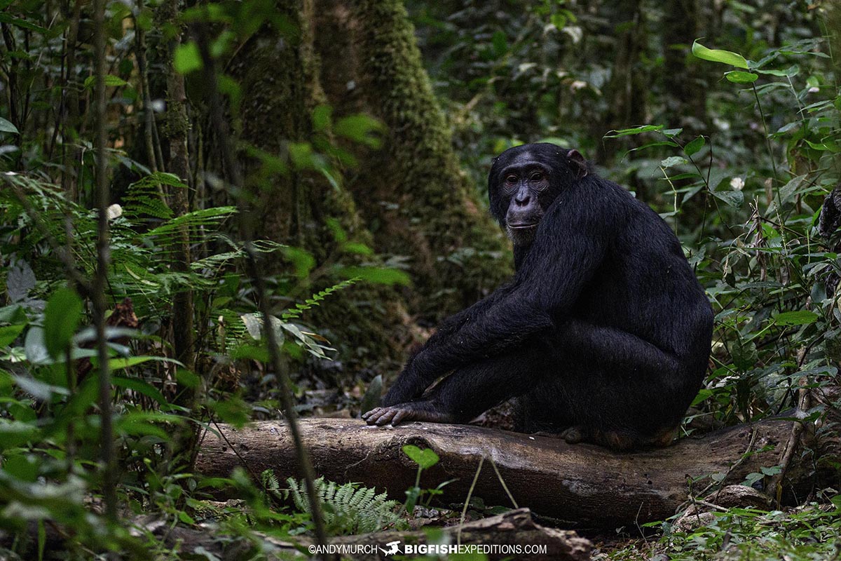 Chimpanzee trekking in Kibale National Park, Uganda. Primate Safari.