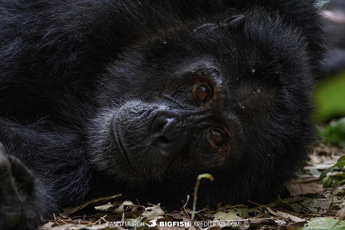 Chimpanzee trekking in Kibale National Park, Uganda. Primate Safari.