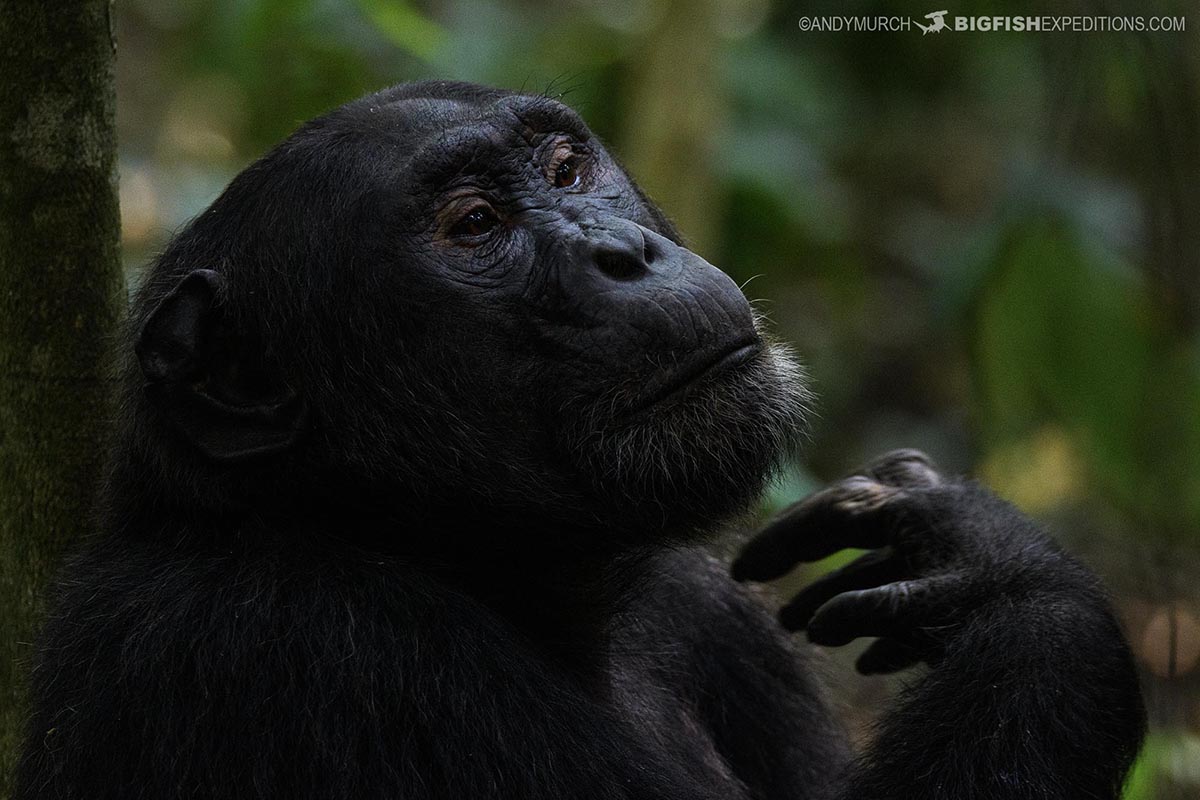 Chimpanzee trekking in Kibale National Park, Uganda. Primate Safari.