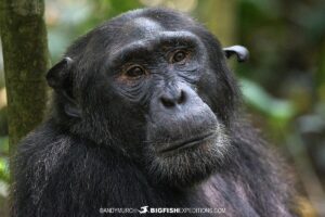 Chimpanzee trekking in Kibale National Park, Uganda. Primate Safari.