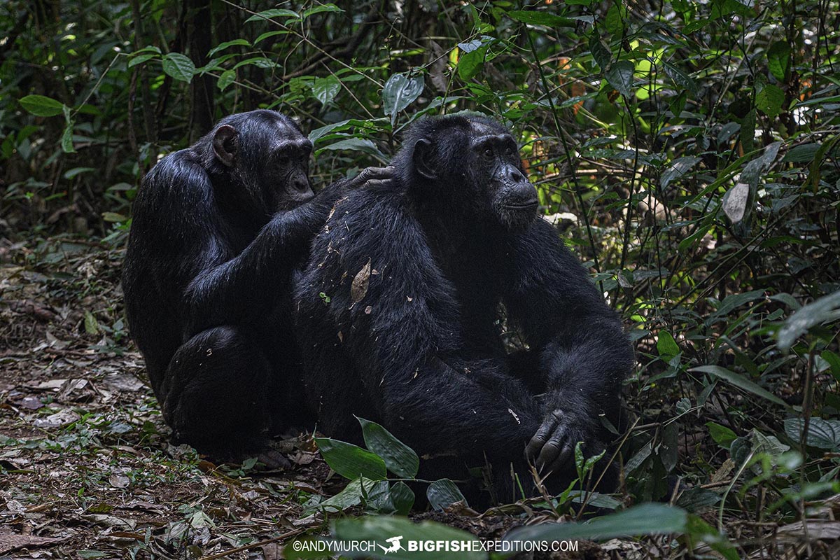 Chimpanzee trekking in Kibale National Park, Uganda. Primate Safari.