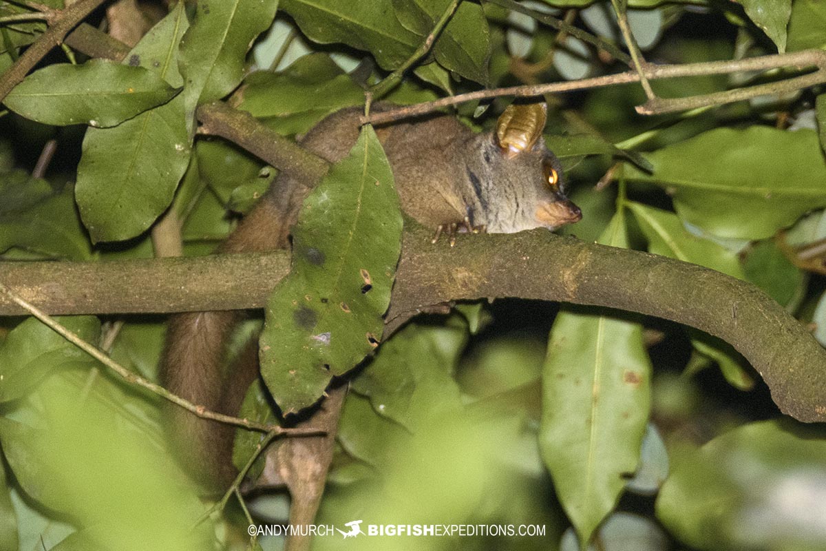 Demidofs Galago in Kibale.