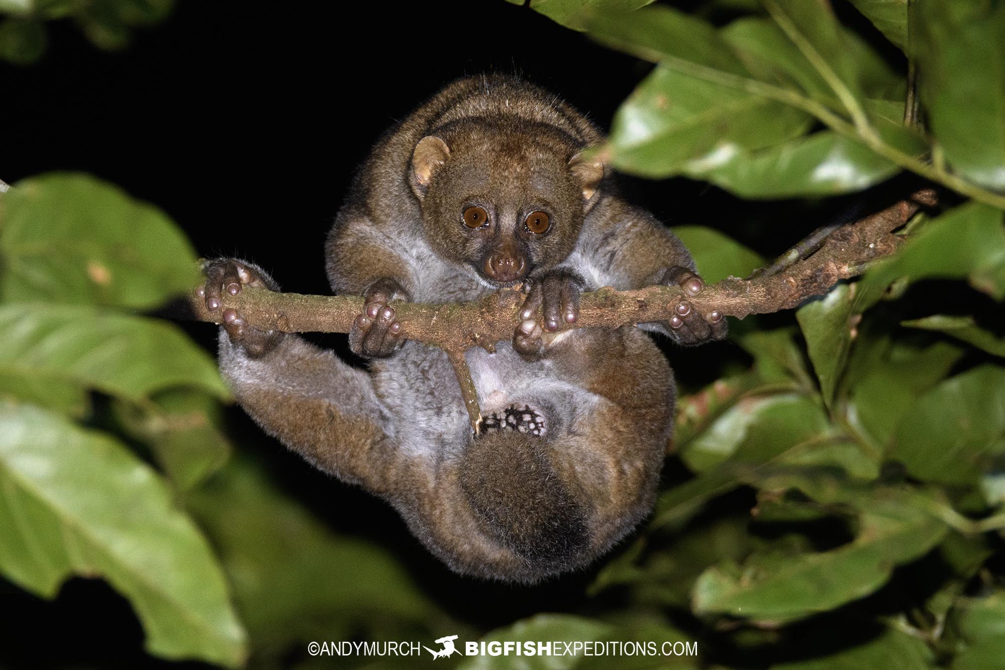 East African Potto. Primate safari, Uganda.