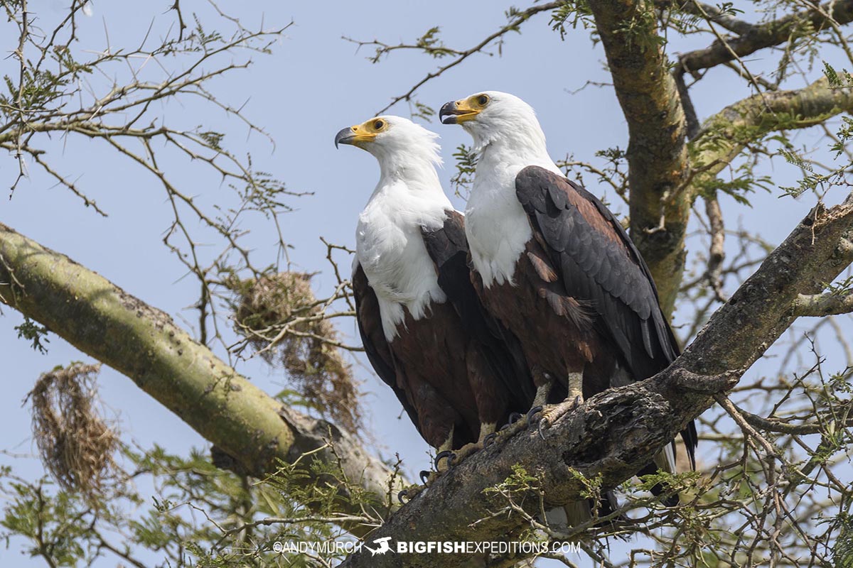 Fish Eagles in the Kazinga Channel.