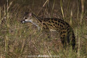 Gennet cat at night on a Uganda safari.