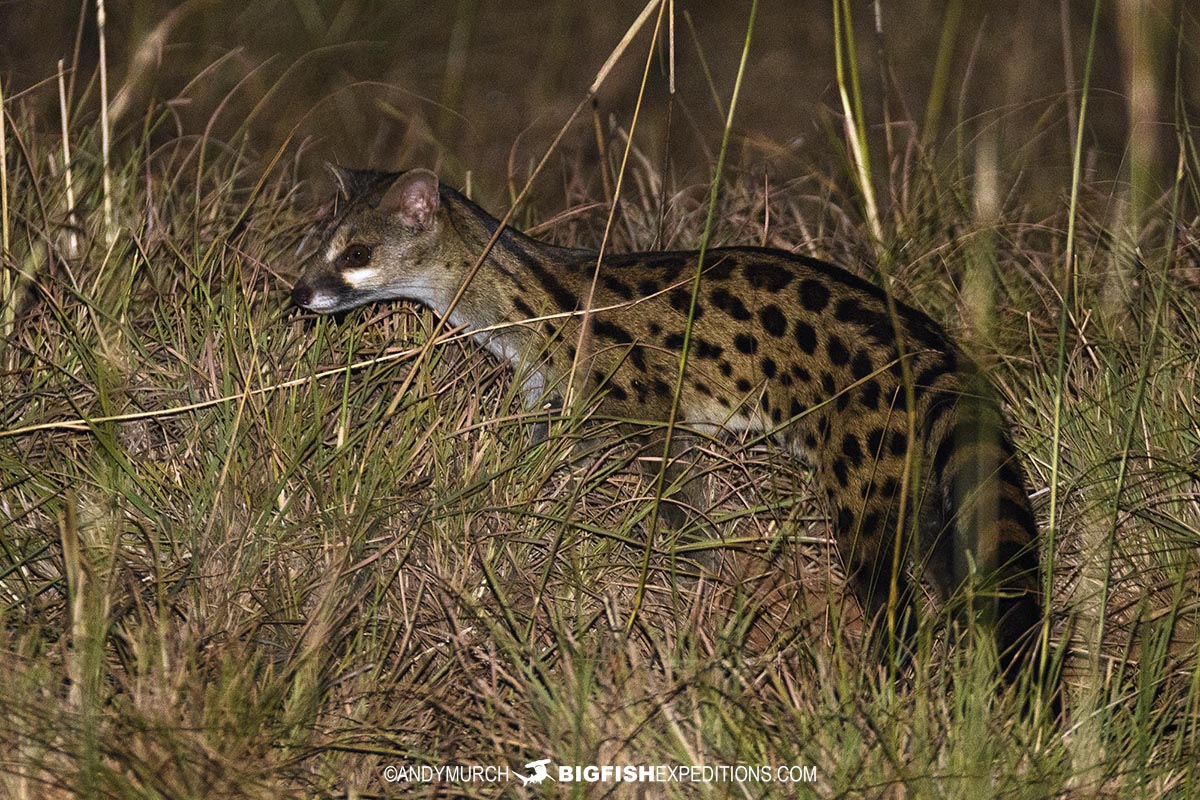 Gennet cat at night on a Uganda safari.