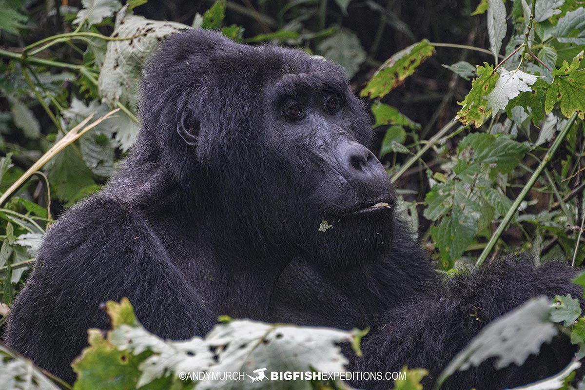 Gorilla Trekking in Bwindi Impenetrable Forest.