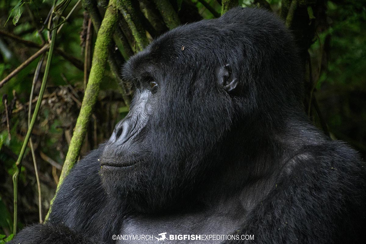 Gorilla Trekking in Bwindi Impenetrable Forest.