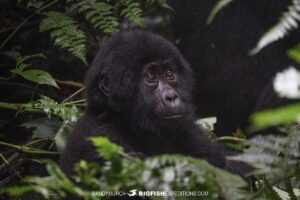 Gorilla Trekking in Bwindi Impenetrable Forest.