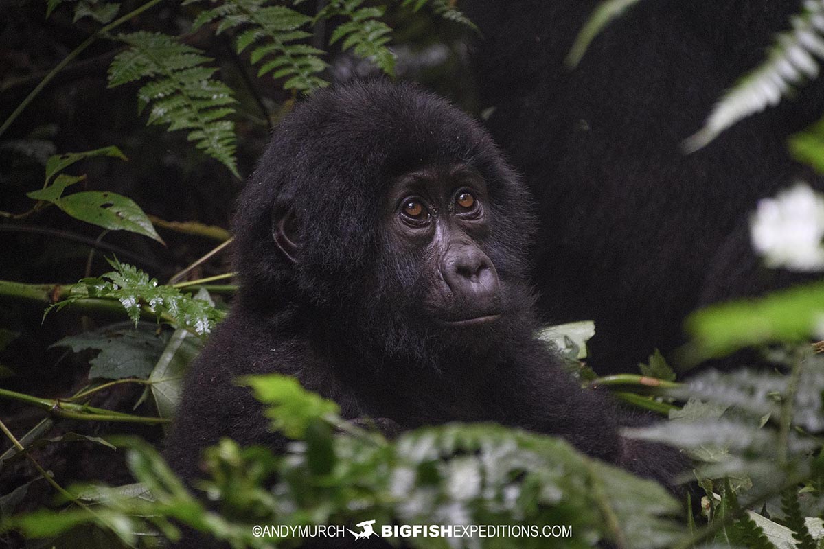 Gorilla Trekking in Bwindi Impenetrable Forest.