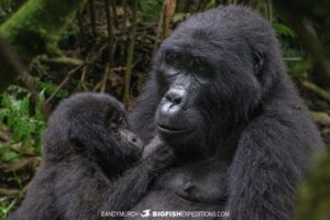 Gorilla Trekking in Bwindi Impenetrable Forest.