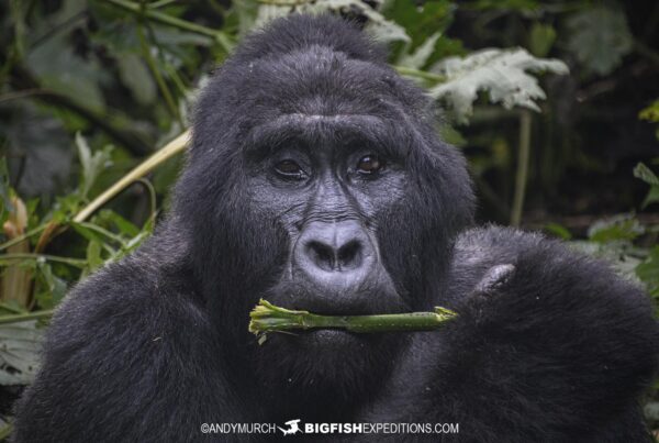 Gorilla trekking in Uganda.