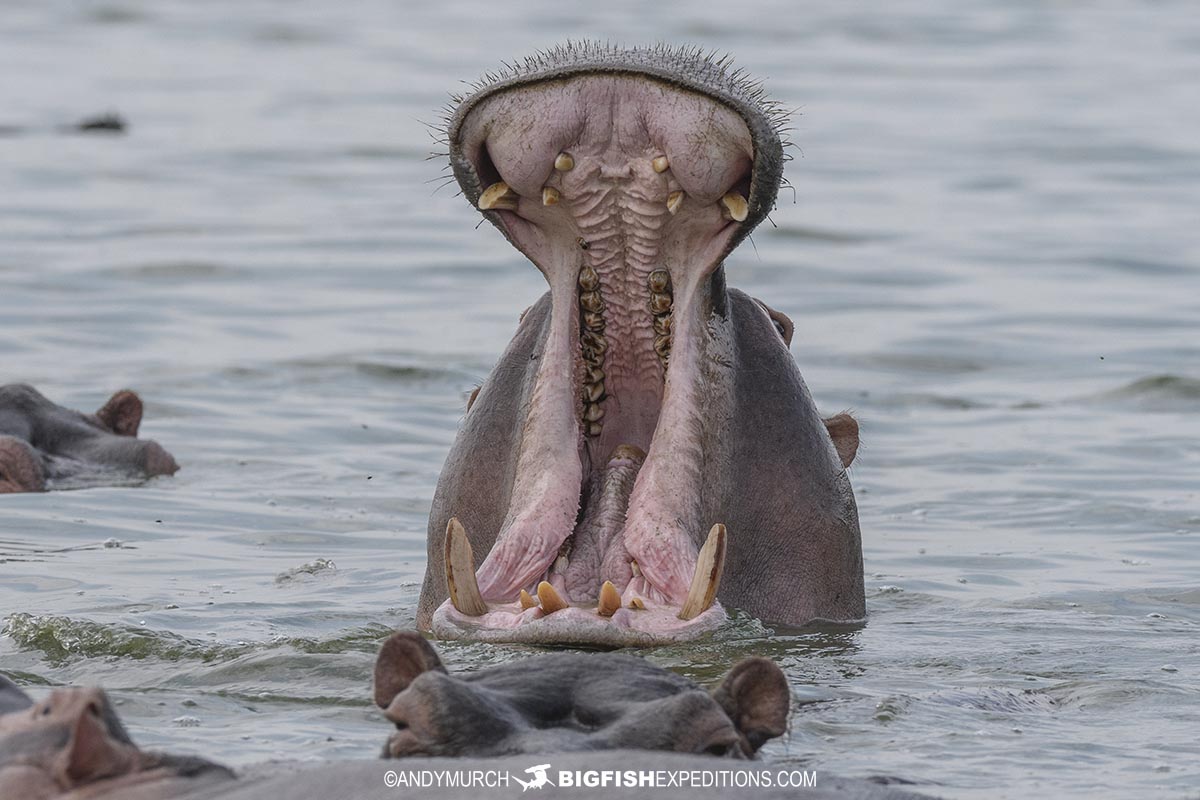 Hippos in the Kazinga Channel, Uganda.