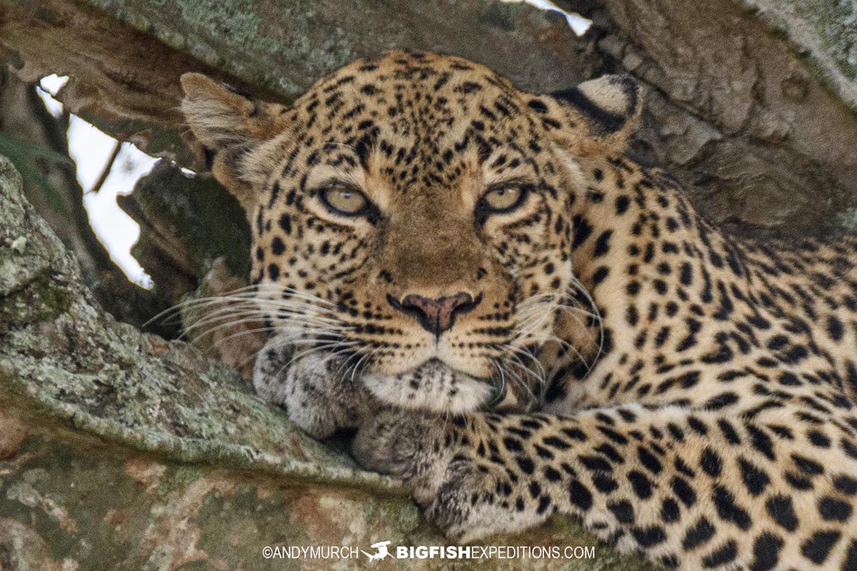 Leopard in Uganda. Big Five Safari.