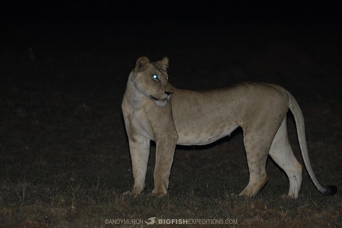 Lion hunting dinner on a night drive in Murchison Falls, Uganda.