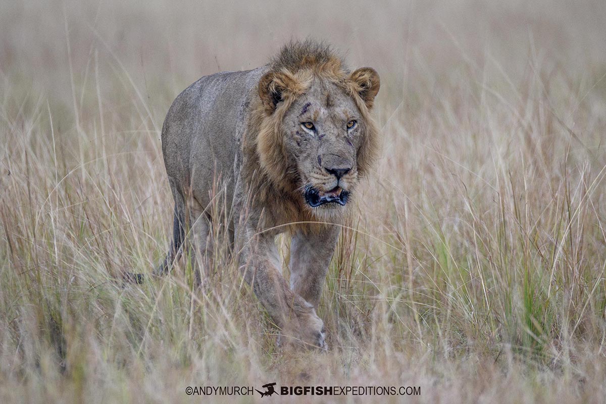 lion family on safari in Uganda.