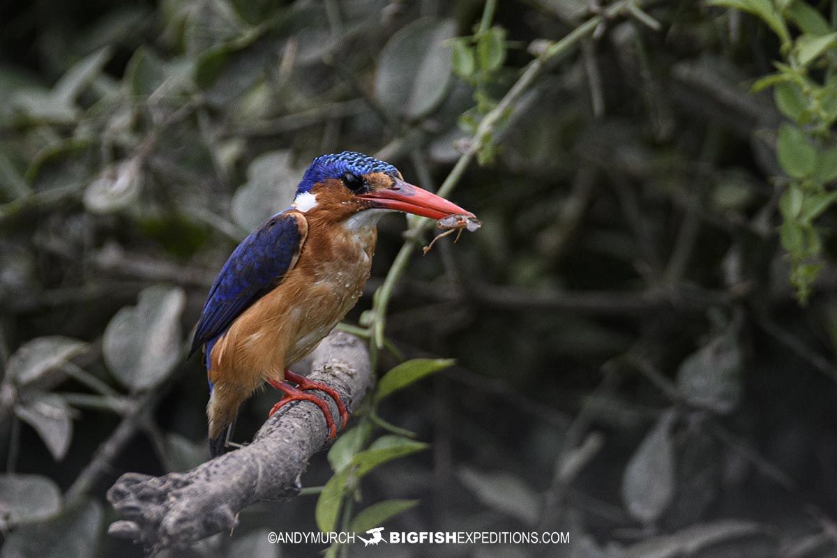 Malachite Kingfisher in the Kazinga Channel.