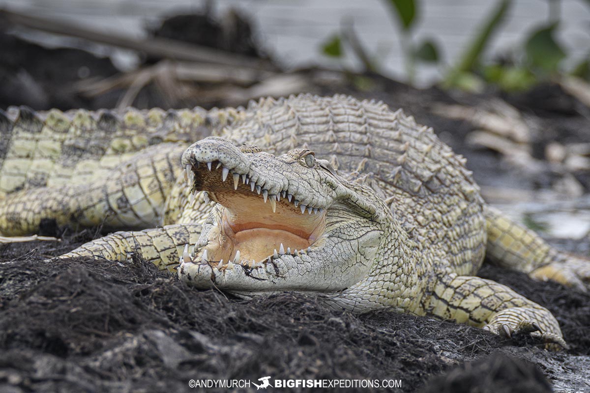 Nile Crocodile in the Kazinga Channel.