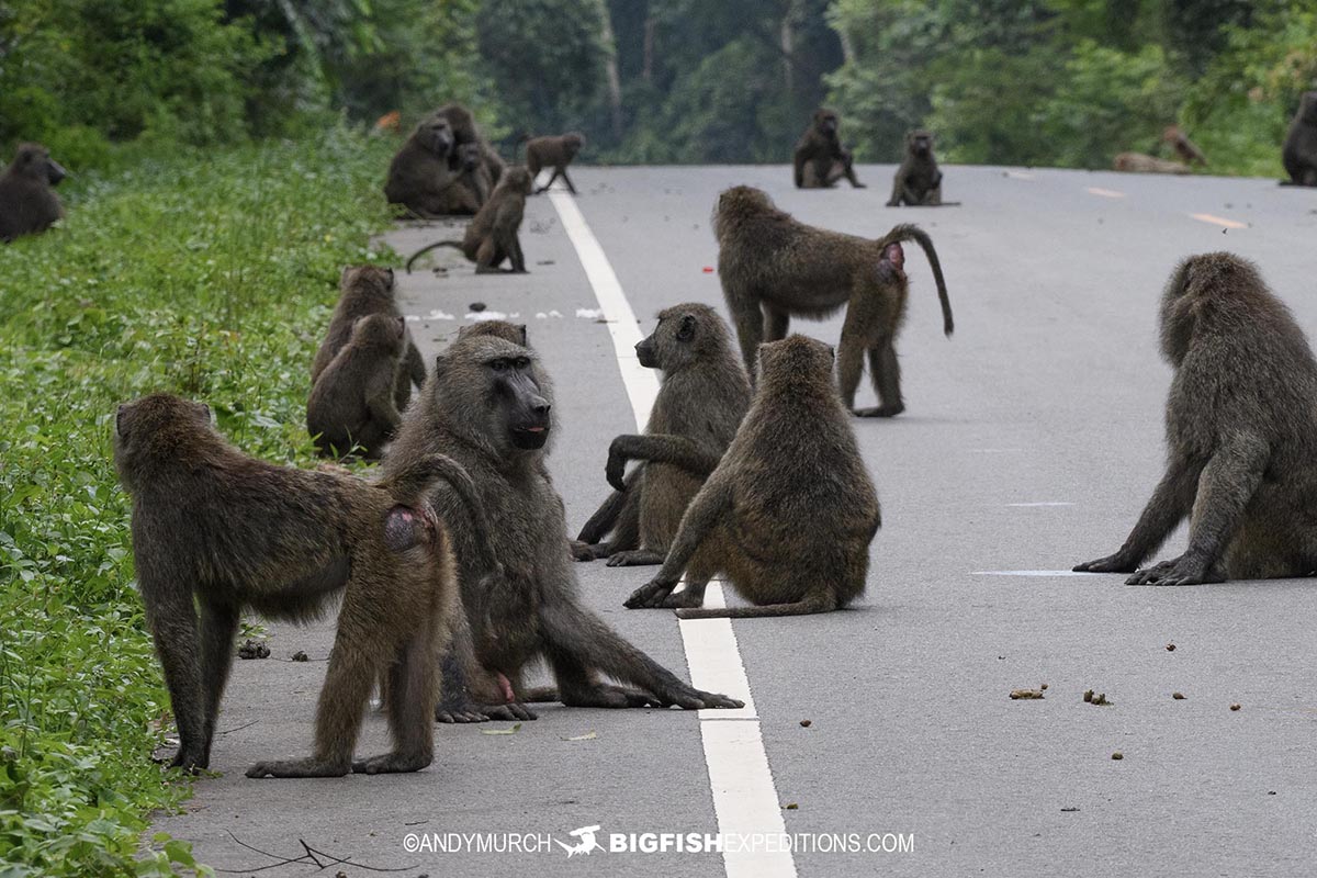 Olive baboons in Murchison Falls National Park.