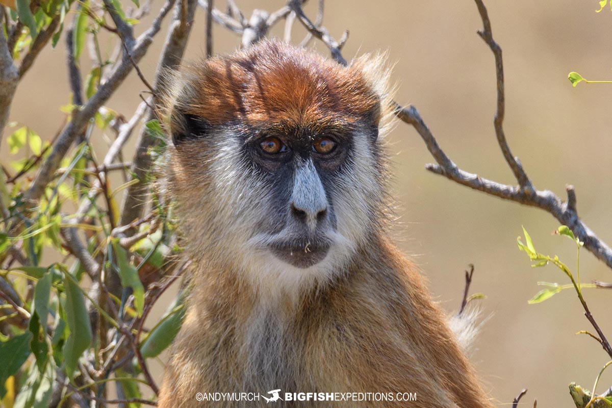 Patas Monkey safari in Uganda.