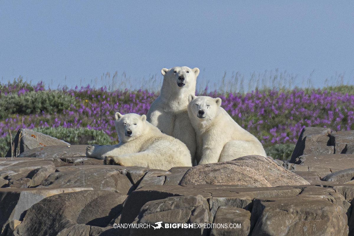 Polar Bear mom with cubs in Churchill.