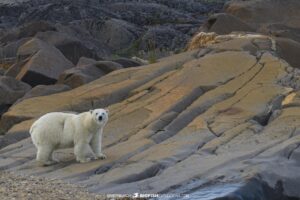 Polar Bear on Eskimo Point in Churchill, Canada.