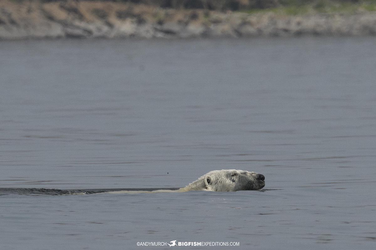 Polar Bear swimming in open water.