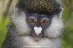 Redtail Monkey on our Uganda Primate Safari.