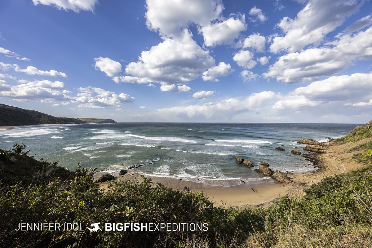 South African Sardine Run 2024