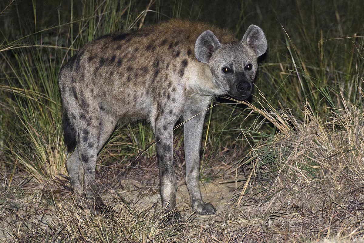 Spotted hyena on safari in Uganda.