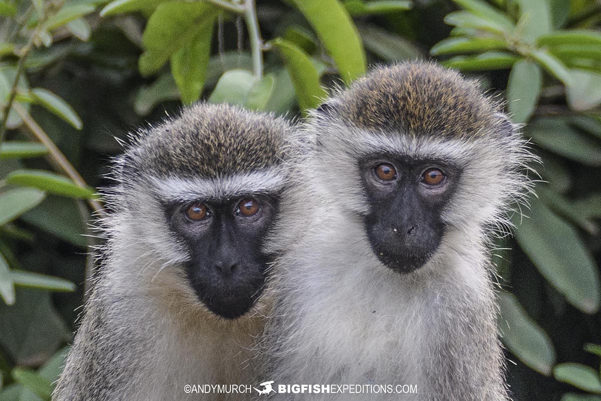 Tantalus Monkeys in Queen Elizabeth National Park.