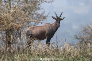 Topi Antelope in Queen Elizabeth National Park.