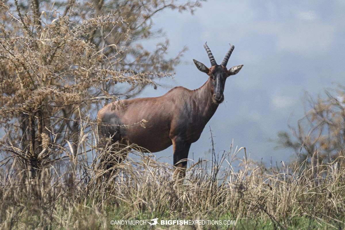 Topi Antelope in Queen Elizabeth National Park.