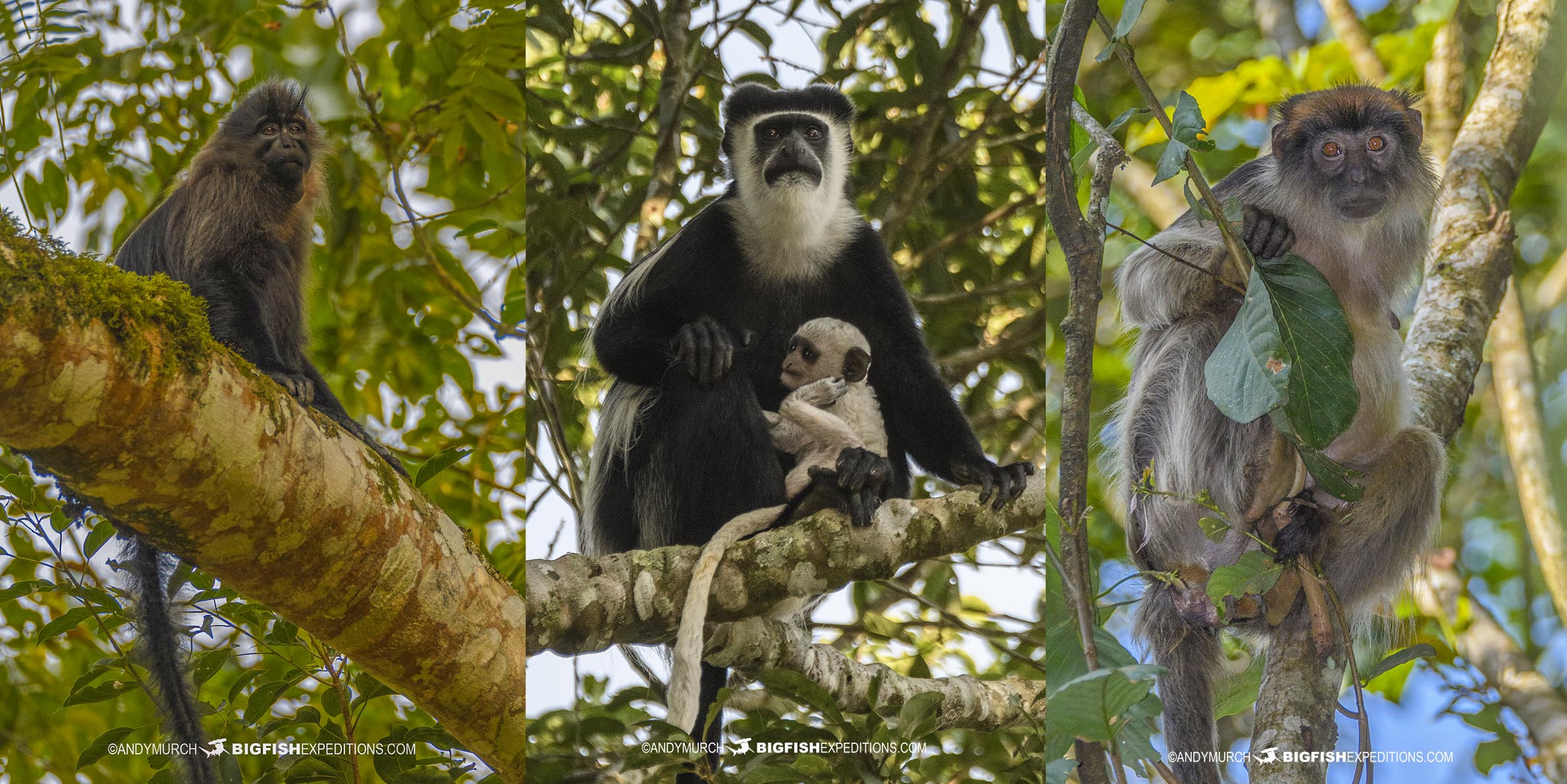 Monkeys in Kibale on our Primate Safari in Uganda.