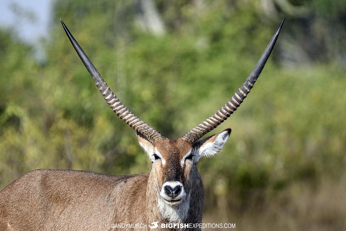 Waterbuck in Queen Elizabeth National Park.