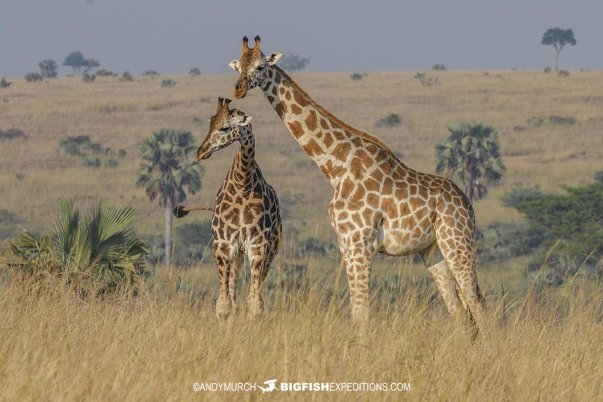 Giraffes on safari in Uganda.