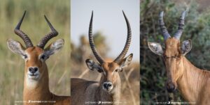 Antelopes on safari in Uganda.