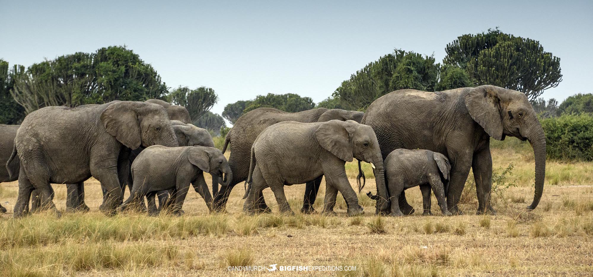 Elephants in Queen Elizabeth National Park, Uganda.