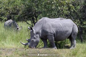 Walking with Rhinos in Ziwa, Uganda.