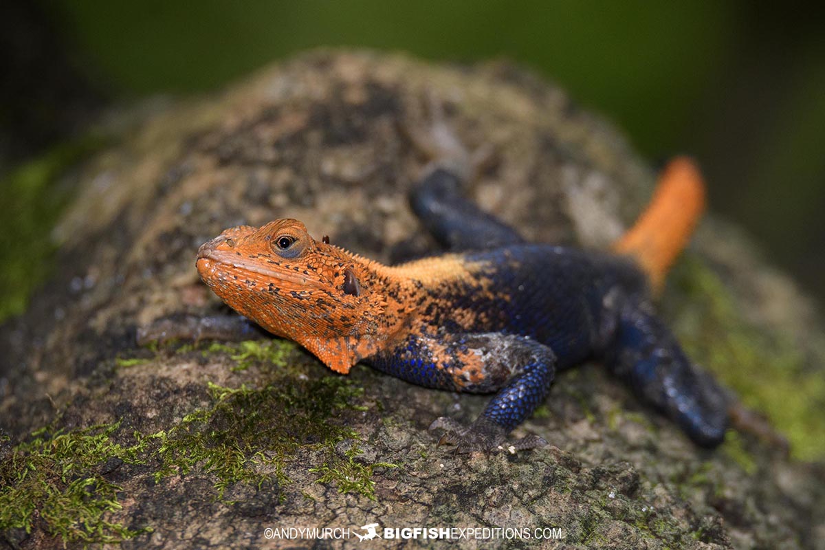 Yellow-headed Agama Lizard in Uganda.